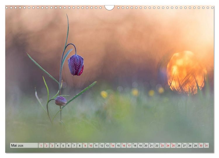 Produktbild: M&auml;rchenwelt der Wildblumen (Wandkalender 2026 DIN A3 quer), CALVENDO Monatskalender
