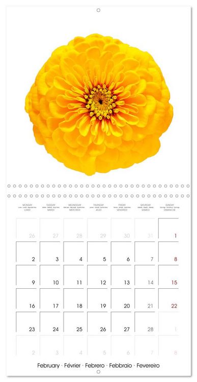 Produktbild: Beautiful Zinnias (Wall Calendar 2026 12 &times; 12 Inch) CALVENDO 12 Month Wall Calendar