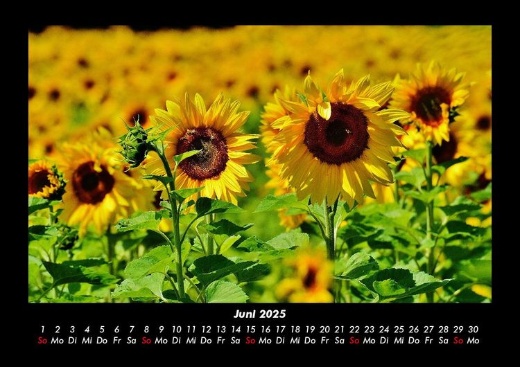 Produktbild: Blumentr&auml;ume 2025 Fotokalender DIN A3