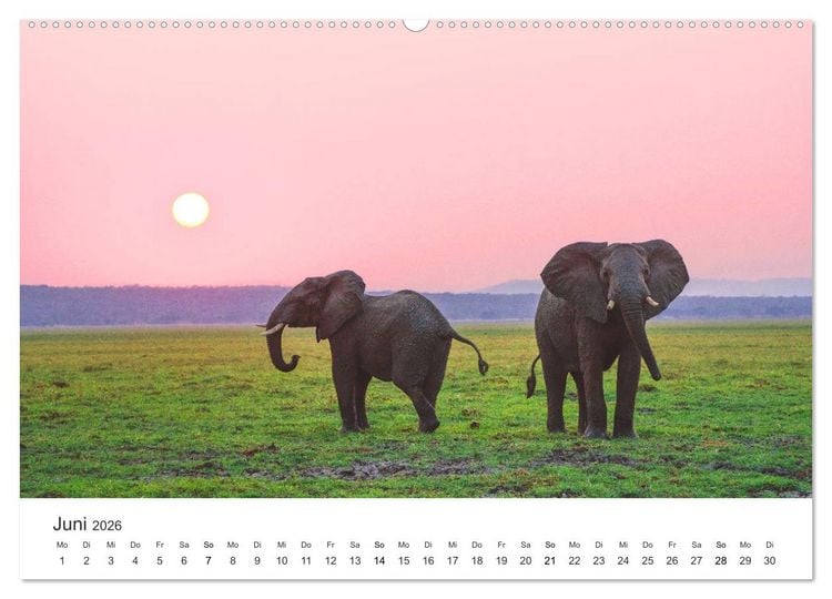 Produktbild: Safari durch Afrika (hochwertiger Premium Wandkalender 2026 DIN A2 quer), Kunstdruck in Hochglanz