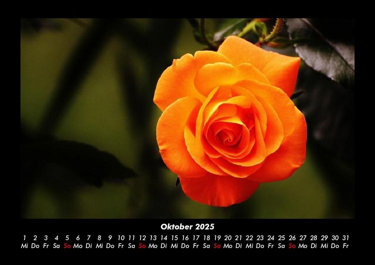 Produktbild: Blumentr&auml;ume 2025 Fotokalender DIN A3