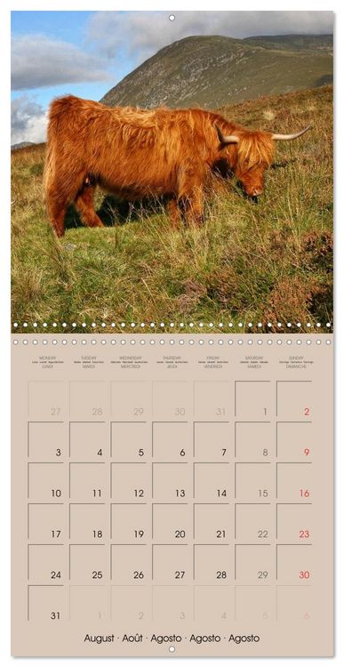 Produktbild: Highland Cows (Wall Calendar 2026 12 &times; 12 Inch) CALVENDO 12 Month Wall Calendar