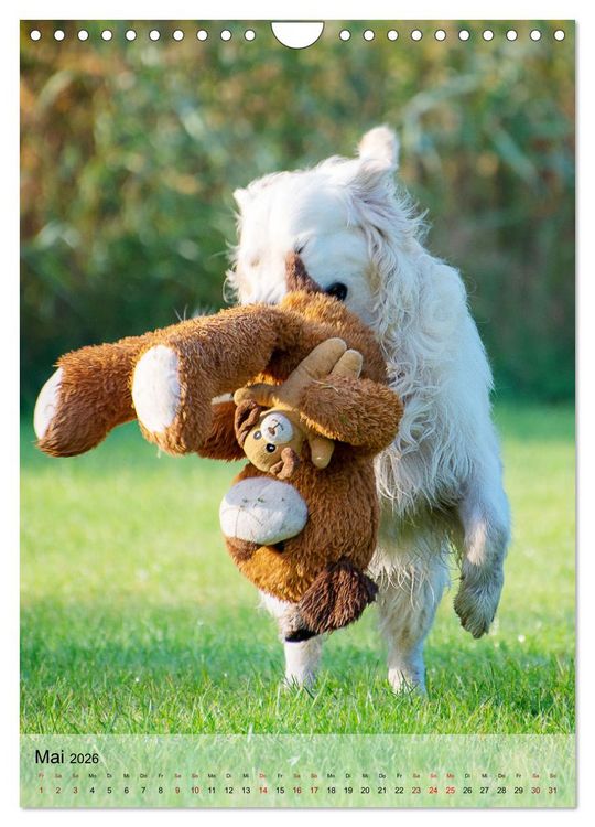 Produktbild: Witzige Hunde (Wandkalender 2026 DIN A4 hoch), CALVENDO Monatskalender