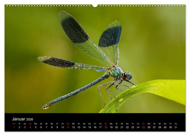 Produktbild: Libellen im Ried (Wandkalender 2026 DIN A2 quer), CALVENDO Monatskalender