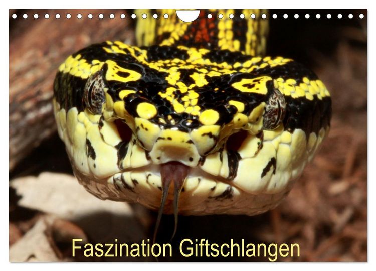 Produktbild: Faszination Giftschlangen (Wandkalender 2026 DIN A4 quer), CALVENDO Monatskalender