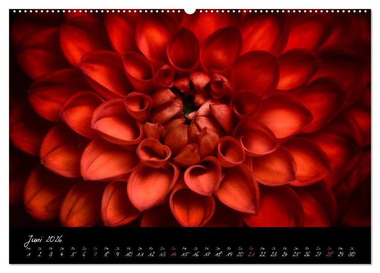 Produktbild: Serenade - Visuelle Musik der Blumen (Wandkalender 2026 DIN A2 quer), CALVENDO Monatskalender
