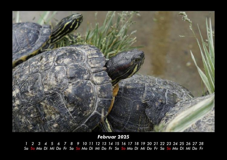 Produktbild: Schildkr&ouml;tenzauber 2025 Fotokalender DIN A3