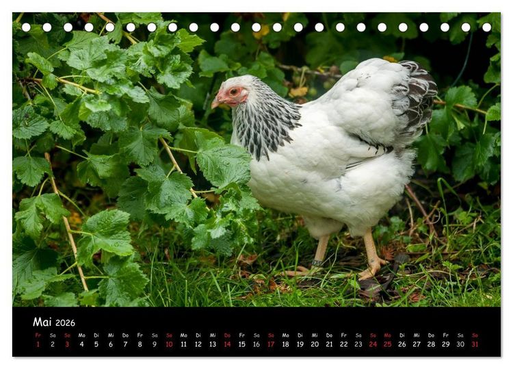 Produktbild: Gartenh&uuml;hner (Tischkalender 2026 DIN A5 quer), CALVENDO Monatskalender