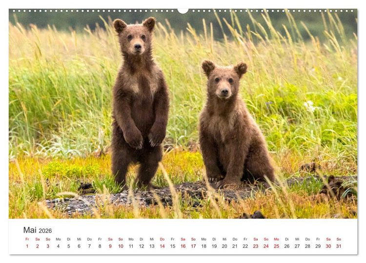 Produktbild: B&auml;ren - Pandas, Grizzlyb&auml;ren und Co. (Wandkalender 2026 DIN A2 quer), CALVENDO Monatskalender