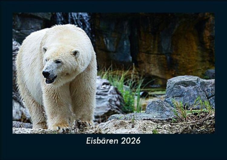 Produktbild: Eisb&auml;ren 2026 Fotokalender DIN A5