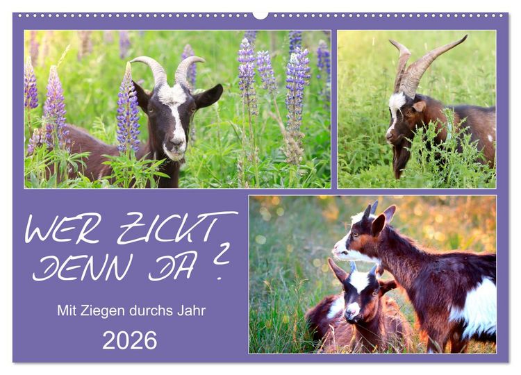 Produktbild: Wer zickt denn da? Mit Ziegen durchs Jahr (Wandkalender 2026 DIN A2 quer), CALVENDO Monatskalender