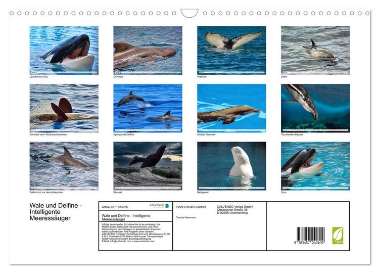Produktbild: Wale und Delfine - Intelligente Meeress&auml;uger (Wandkalender 2026 DIN A3 quer), CALVENDO Monatskalender