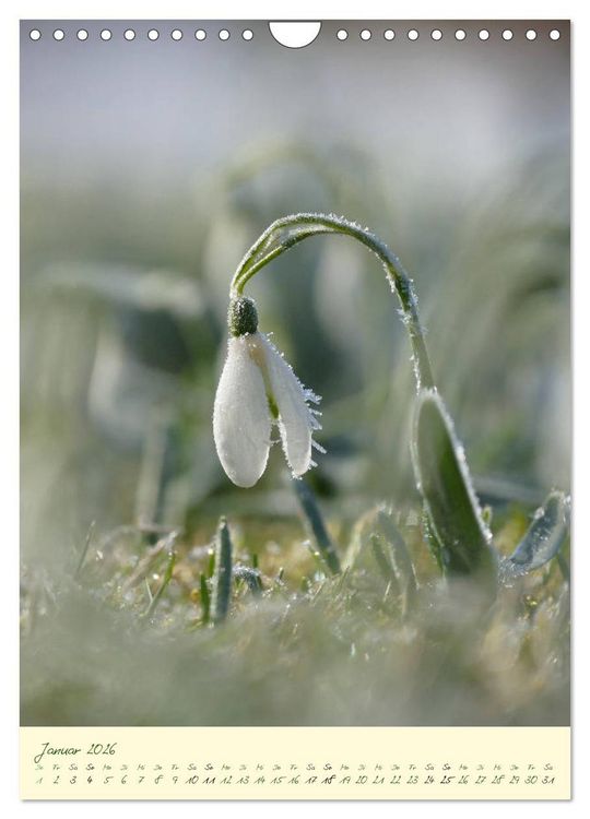 Produktbild: Bl&uuml;tenzauber im Garten (Wandkalender 2026 DIN A4 hoch), CALVENDO Monatskalender