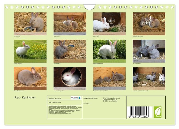 Produktbild: Rex - Kaninchen (Wandkalender 2026 DIN A4 quer), CALVENDO Monatskalender