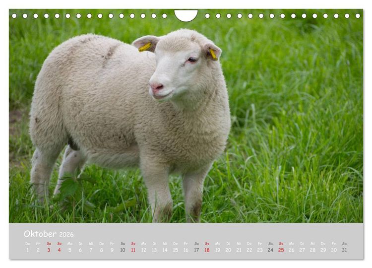 Produktbild: Ganz sch&ouml;n Schaf (Wandkalender 2026 DIN A4 quer), CALVENDO Monatskalender