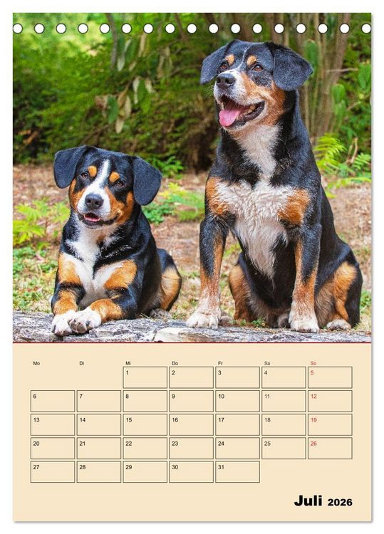 Produktbild: Jahresplaner Entlebucher Sennenhund (Tischkalender 2026 DIN A5 hoch), CALVENDO Monatskalender