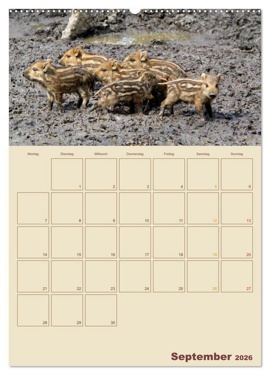 Produktbild: Wildschweine (hochwertiger Premium Wandkalender 2026 DIN A2 hoch), Kunstdruck in Hochglanz