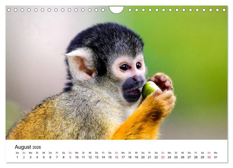 Produktbild: Totenkopfaffen (Wandkalender 2026 DIN A4 quer), CALVENDO Monatskalender
