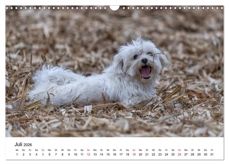 Produktbild: Moritz, der freche Malteser (Wandkalender 2026 DIN A3 quer), CALVENDO Monatskalender