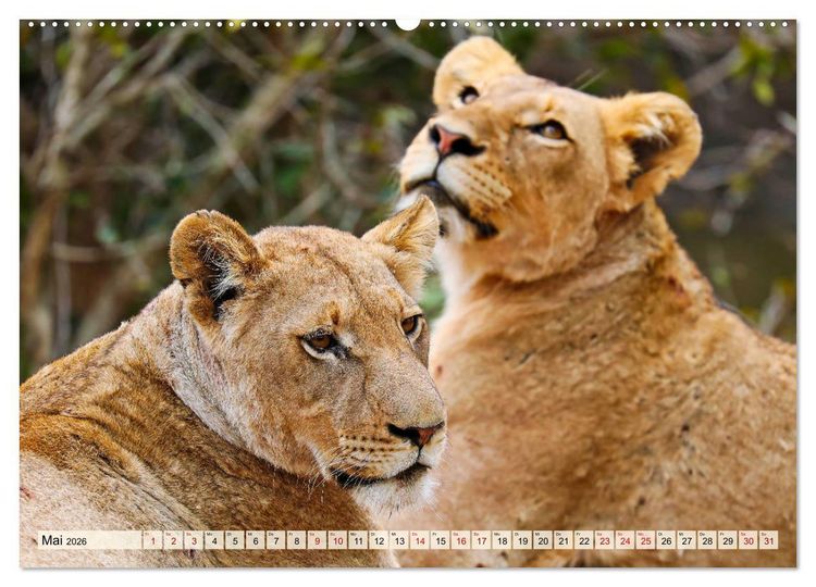 Produktbild: Afrikas L&ouml;wen 2026 (Wandkalender 2026 DIN A2 quer), CALVENDO Monatskalender