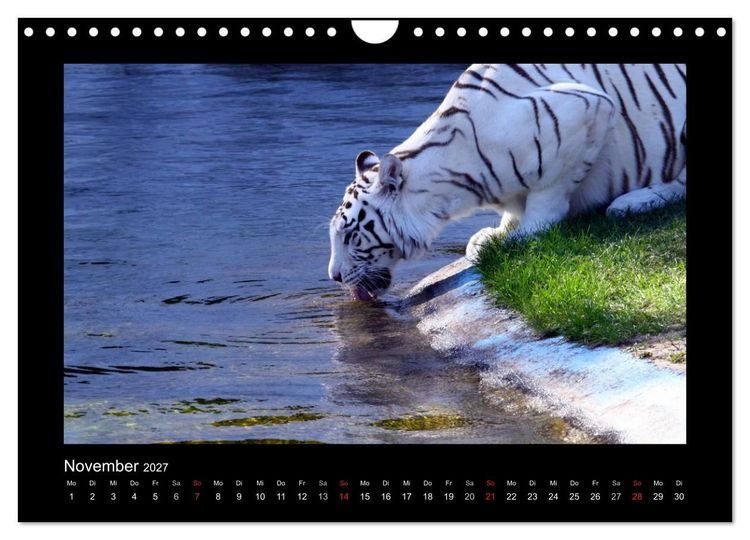 Produktbild: Welt der Katzen - Tiger (Wandkalender 2027 DIN A4 quer), CALVENDO Monatskalender