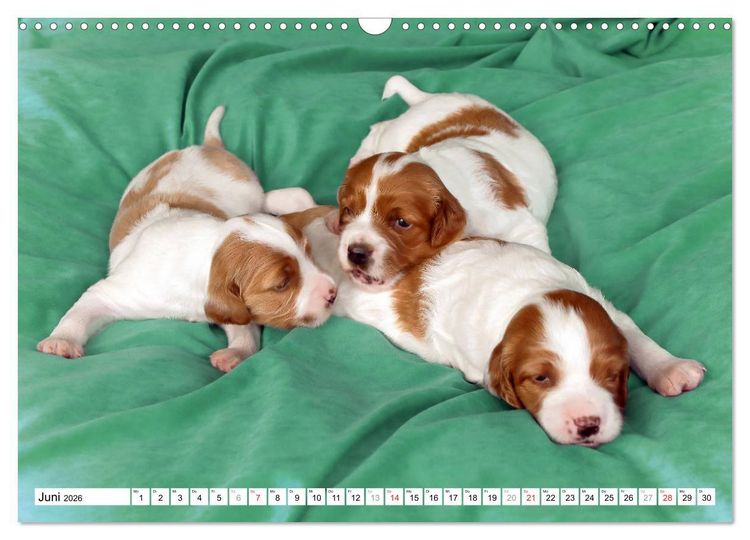 Produktbild: Irish Red and White Setter Welpen (Wandkalender 2026 DIN A3 quer), CALVENDO Monatskalender