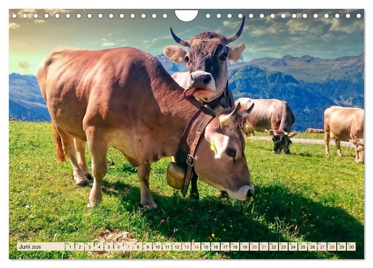 Produktbild: Berg-K&uuml;he, Natur pur - unser sch&ouml;nster Urlaub (Wandkalender 2026 DIN A4 quer), CALVENDO Monatskalender