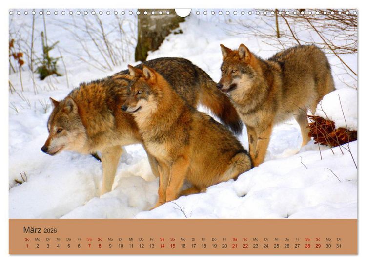 Produktbild: Begegnungen DER WOLF (Wandkalender 2026 DIN A3 quer), CALVENDO Monatskalender