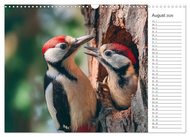 Produktbild: Waldgefl&uuml;ster (Wandkalender 2026 DIN A3 quer), CALVENDO Monatskalender