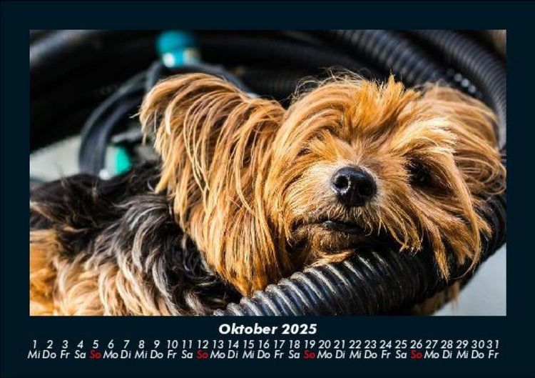 Produktbild: Hunde 2025 Fotokalender DIN A5