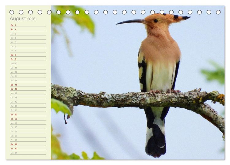 Produktbild: Wiedehopf und Co - von Ren&eacute; Schaack (Tischkalender 2026 DIN A5 quer), CALVENDO Monatskalender