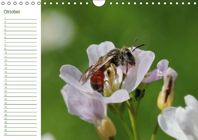 Produktbild: Bienen - Emsige Helfer (Wandkalender immerw&auml;hrend DIN A4 quer)