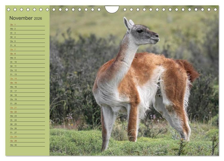 Produktbild: Wildlife S&uuml;damerika (Wandkalender 2026 DIN A4 quer), CALVENDO Monatskalender