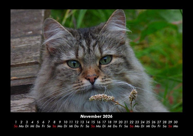 Produktbild: F&uuml;r Katzenfreunde 2026 Fotokalender DIN A3