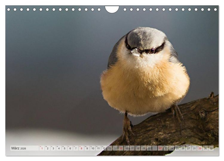 Produktbild: NATUR PUR Heimische Singv&ouml;gel (Wandkalender 2026 DIN A4 quer), CALVENDO Monatskalender