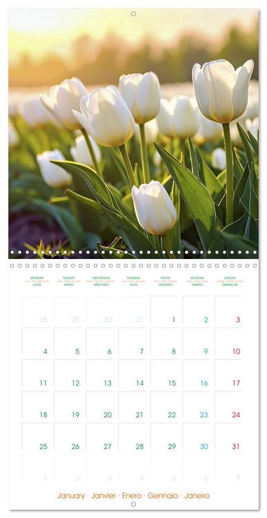 Produktbild: Tulips - Harbingers of Spring (Wall Calendar 2027 12 &times; 12 Inch) CALVENDO 12 Month Wall Calendar
