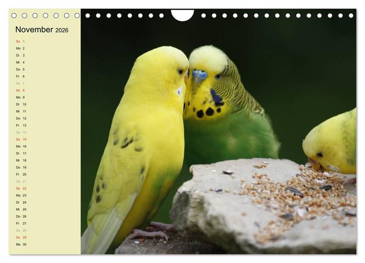 Produktbild: Terminplaner Wellensittiche (Wandkalender 2026 DIN A4 quer), CALVENDO Monatskalender