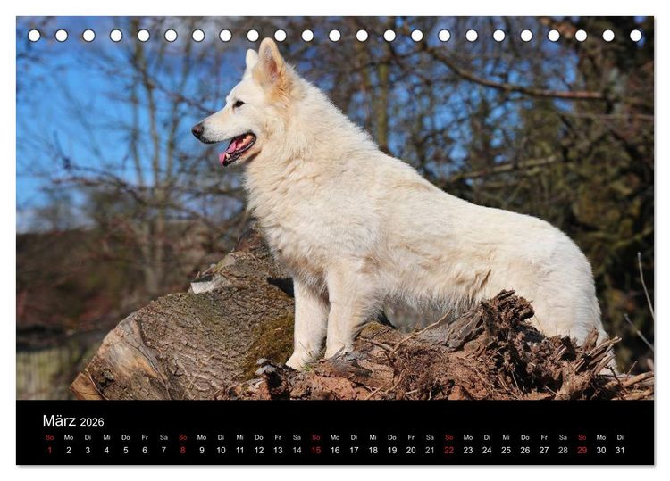 Produktbild: Wei&szlig;er Schweizer Sch&auml;ferhund (Tischkalender 2026 DIN A5 quer), CALVENDO Monatskalender