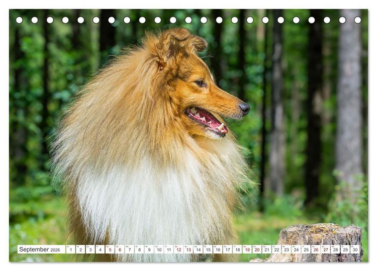Produktbild: Sheltie - Ein St&uuml;ck vom Gl&uuml;ck (Tischkalender 2026 DIN A5 quer), CALVENDO Monatskalender