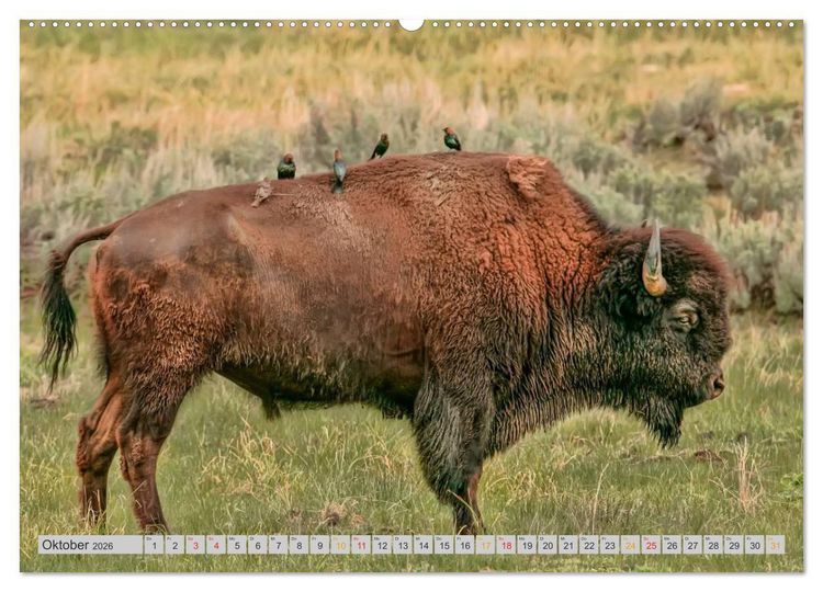 Produktbild: Bison und Wisent - Riesen mit unb&auml;ndiger Kraft (hochwertiger Premium Wandkalender 2026 DIN A2 quer), Kunstdruck in Hochglanz