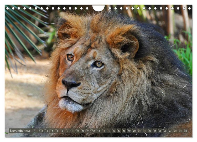 Produktbild: Wilde Tiere - Die sch&ouml;nsten Portraits (Wandkalender 2026 DIN A4 quer), CALVENDO Monatskalender
