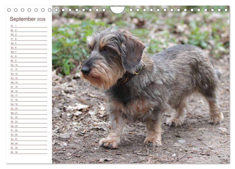 Produktbild: Familienplaner - Liebenswerte Rabauken - Rauhaardackel (Wandkalender 2026 DIN A4 quer), CALVENDO Monatskalender
