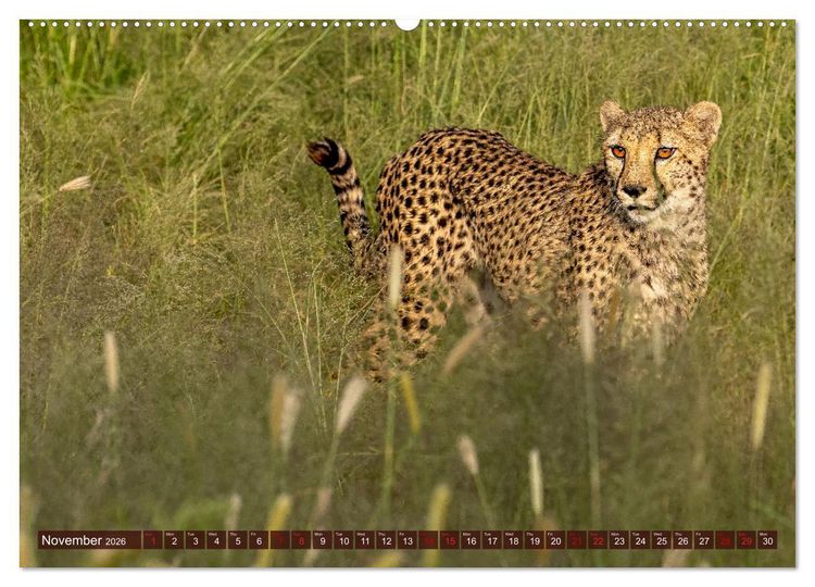 Produktbild: Amazing Cheetahs (Wall Calendar 2026 DIN A2 landscape), CALVENDO 12 Month Wall Calendar