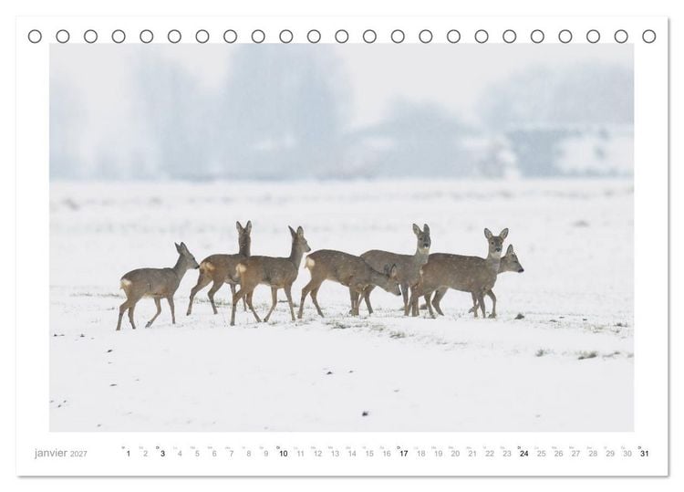 Produktbild: Un an avec des chevreuils (Calendrier de bureau 2027 DIN A5 vertical), CALVENDO calendrier mensuel