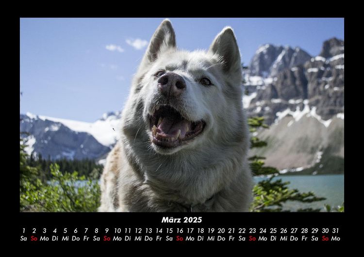 Produktbild: Hundezauber 2025 Fotokalender DIN A3