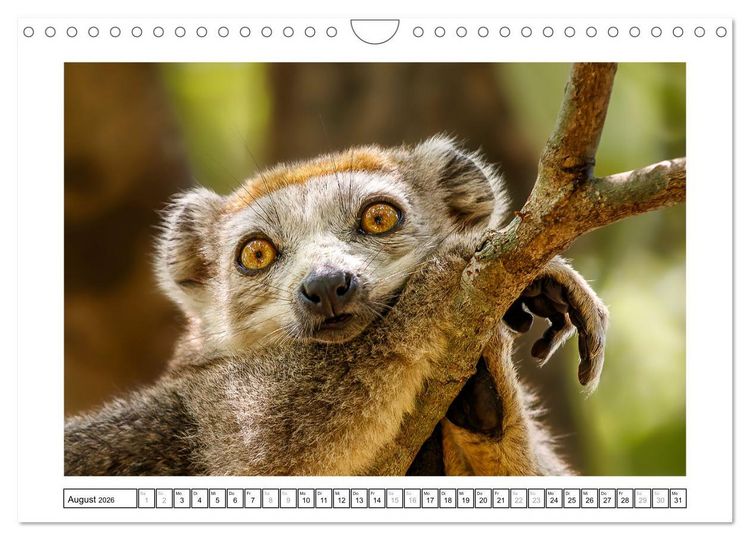 Produktbild: Tierisch tolles Madagaskar - Cham&auml;leons, Lemuren und mehr (Wandkalender 2026 DIN A4 quer), CALVENDO Monatskalender