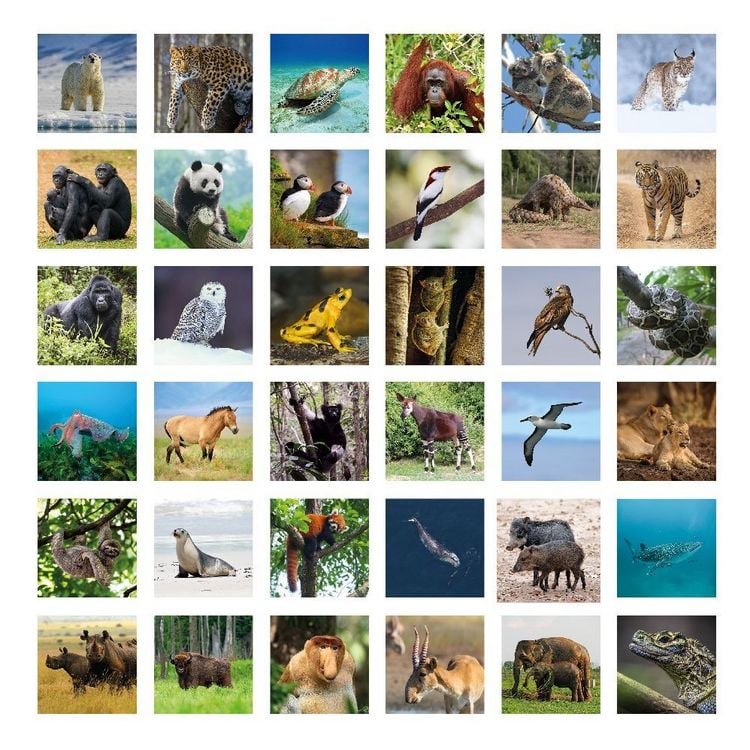 Produktbild: Einzigartig - Bedrohte Tierarten - Memospiel