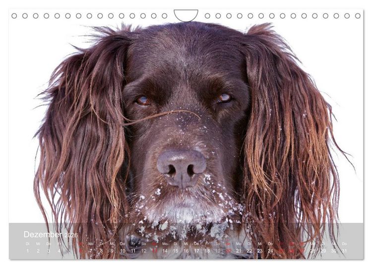 Produktbild: Kleiner M&uuml;nsterl&auml;nder Vorstehhund (Wandkalender 2026 DIN A4 quer), CALVENDO Monatskalender