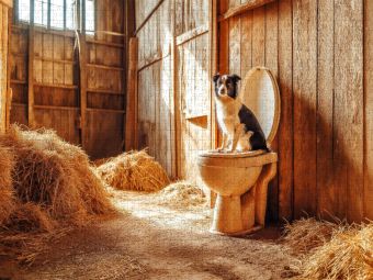 Produktbild: CALVENDO Puzzle Kackender Hund im Stall - Lustiger Aussie auf dem stillen &Ouml;rtchen | 1000 Teile Lege-Gr&ouml;&szlig;e 64x48cm Foto-Puzzle f&uuml;r gl&uuml;ckliche Stunden