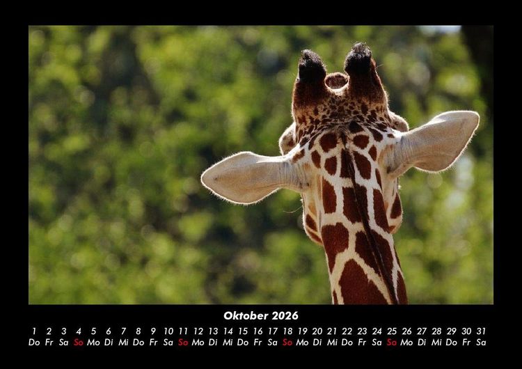 Produktbild: Tierkalender 2026 Fotokalender DIN A3